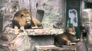 雨宿りライオン~Lion shelters