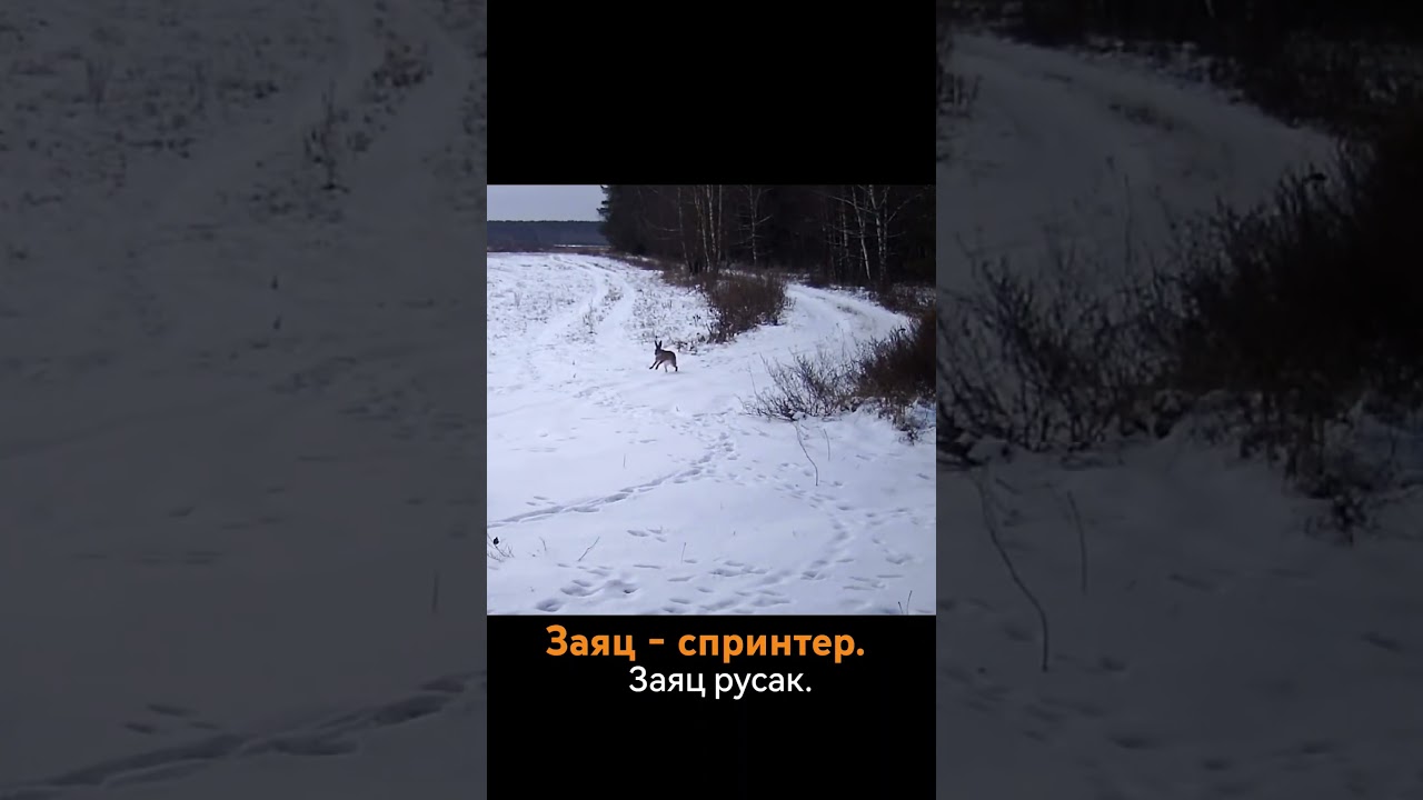 Заяц спринтер. 