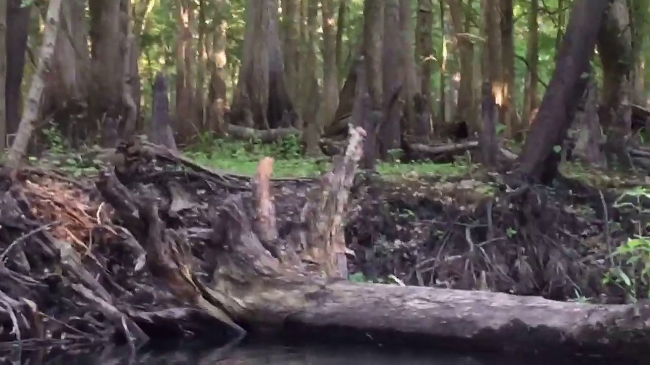 history of violence A fat Tom feeding on the banks of the Hillsborough River