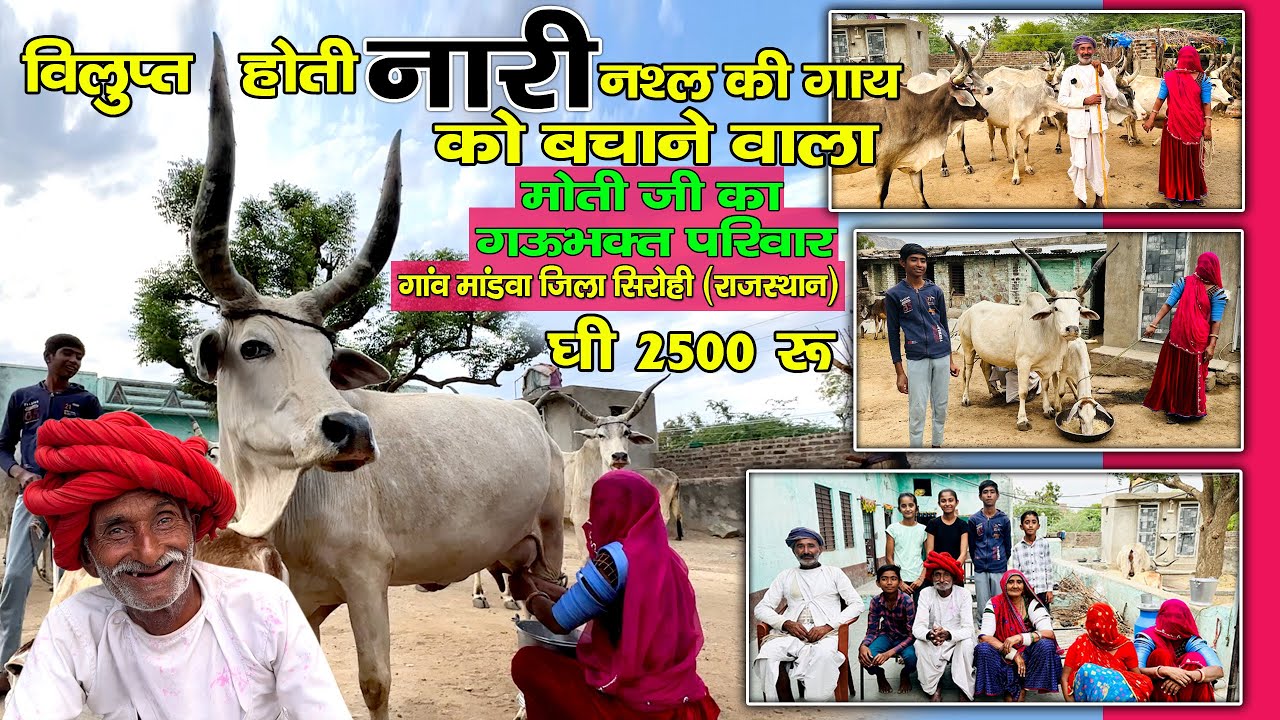 नारी नश्ल की गाय को भारत में विलुप्त होने से बचाने वाला मोती जी का गऊभक्त परिवार 