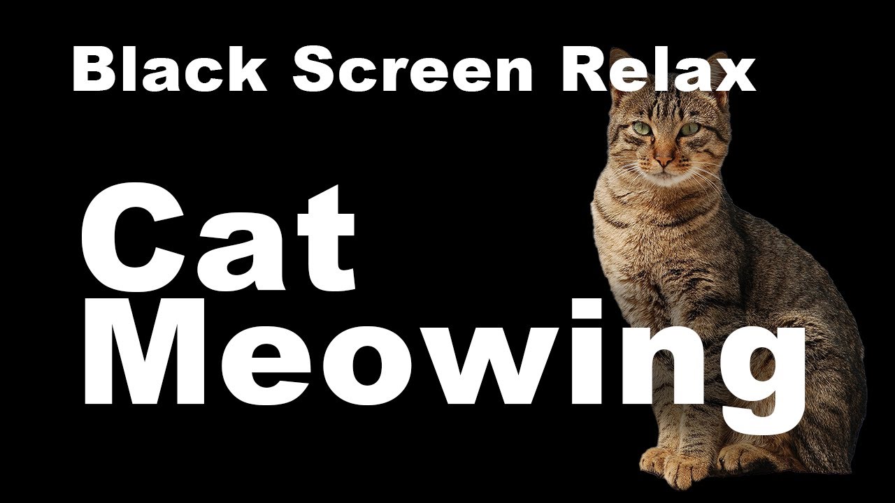 Cat Meowing Sounds Black Screen 1 Hour ASMR Relaxing Ambience To Relax cat-meowing-sounds-black-screen-1-hour-asmr-relaxing-ambience-to-relax