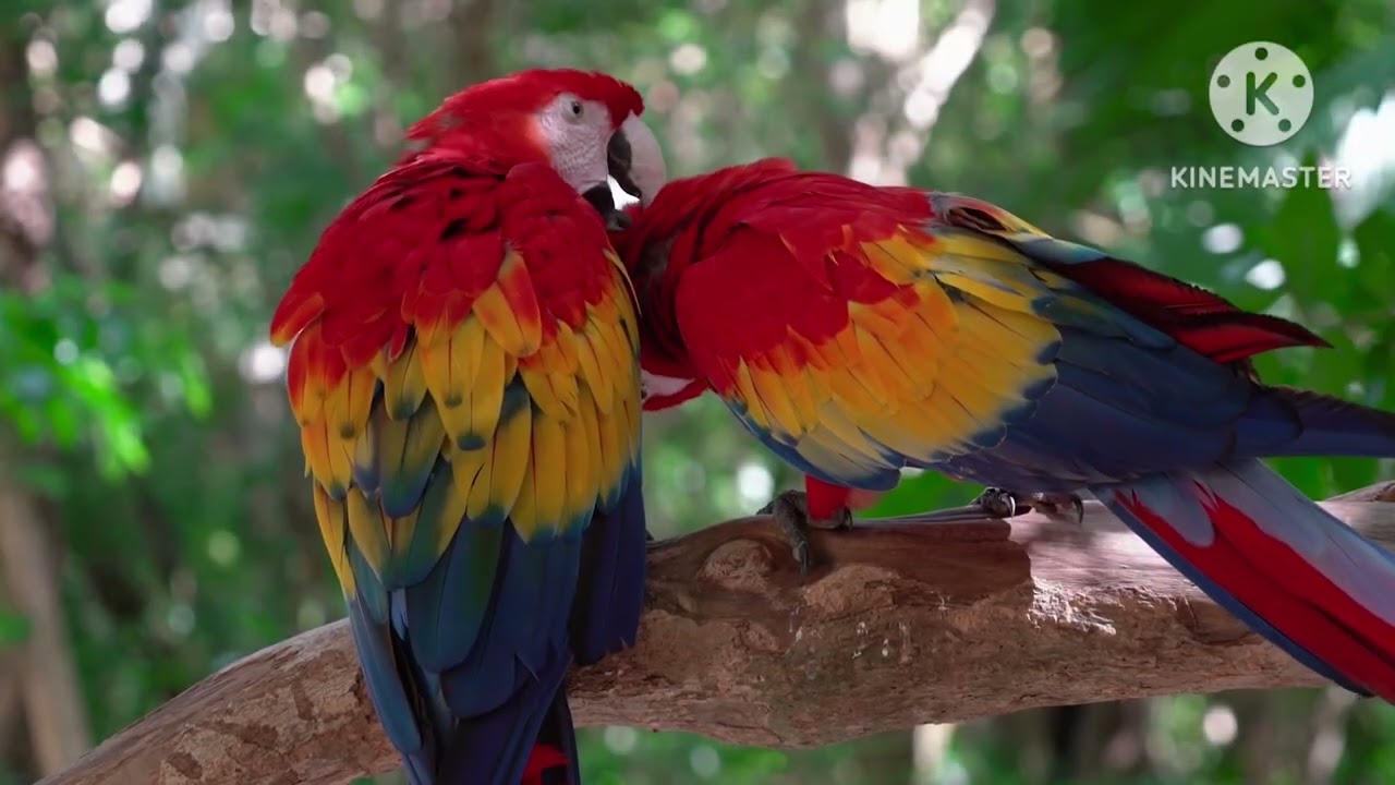 5 razões do porquê Araras São os piores pets para iniciantes!!!!