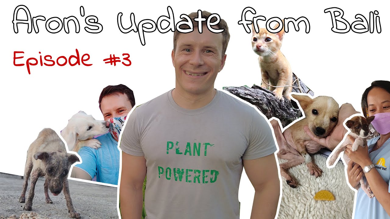 Aron's Update from Bali: Episode 3