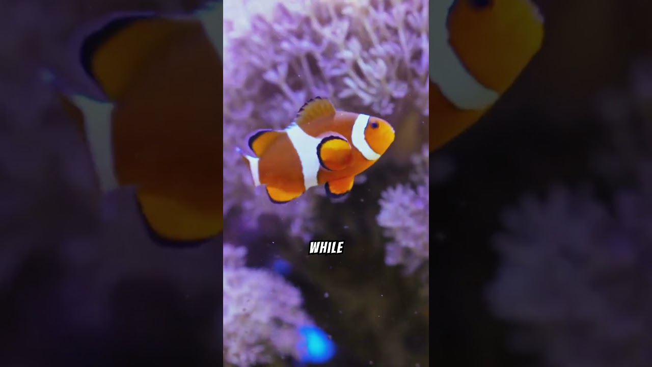 actiniaria miscellaneous