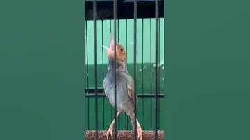 Tilek Utama Prenjak Kepala Merah