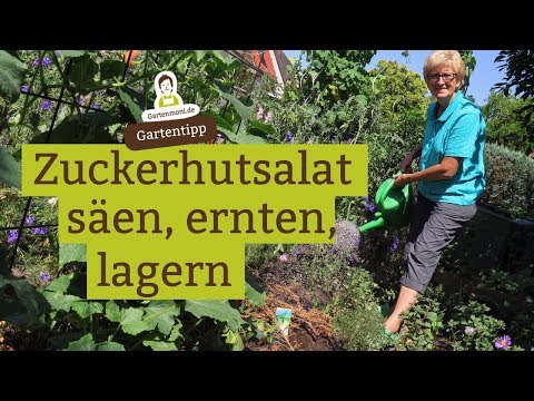 Video: Warum heißt er Zuckerhut?