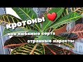 Обзор моих комнатных растений: Кротон