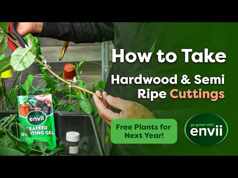 The Best Way to Take Semi Ripe & Hardwood Cuttings