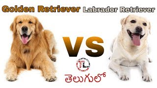 Labrador retriever Vs Golden retriever Dog | Dog Comparison in Telugu