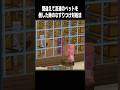 バレなきゃセーフ #マイクラ #minecraft #shorts