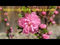 Серия номер два  Для самых стойких