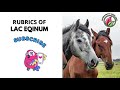 Interesting rubric of lac eqinum horse  subscribe our channel