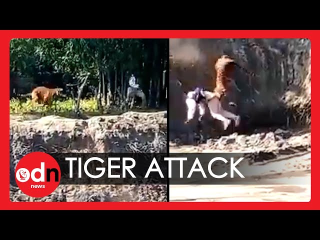Terrifying Moment Rampaging Tiger Knocks Man into Deep Pit in India class=