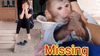 Tintin the monkey went missing, making his mother worried and sad