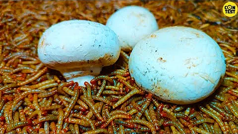 Mealworms time lapse[4k]/6500superworms against poisonous mushroms/mealworms vs mushroms