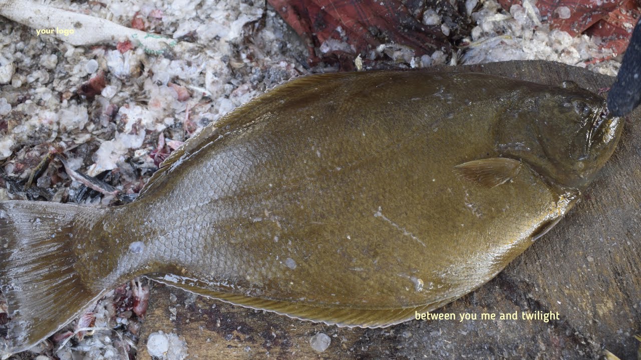 INDIAN HALIBUT FISH CUTTING VIDEOVD164KASIMEDU FISH CUTTING TECHNIQUE