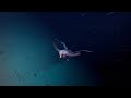 A giant squid hunting in the ocean abyss #ocean #squid #abyss #giant #hunter #aboriginal #creator 