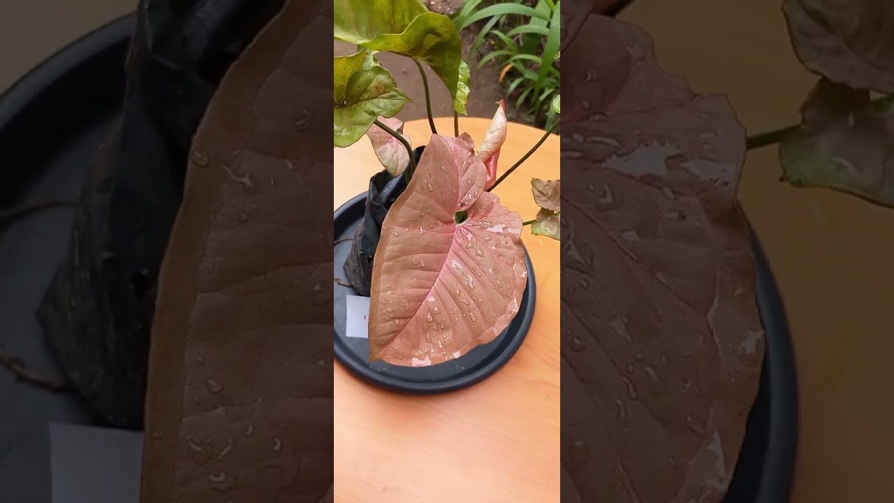 වර්ග 50ක්#රුපියල් 100 සිට Plant Sale No.14🍀💐🌿Whatsapp0743304969 