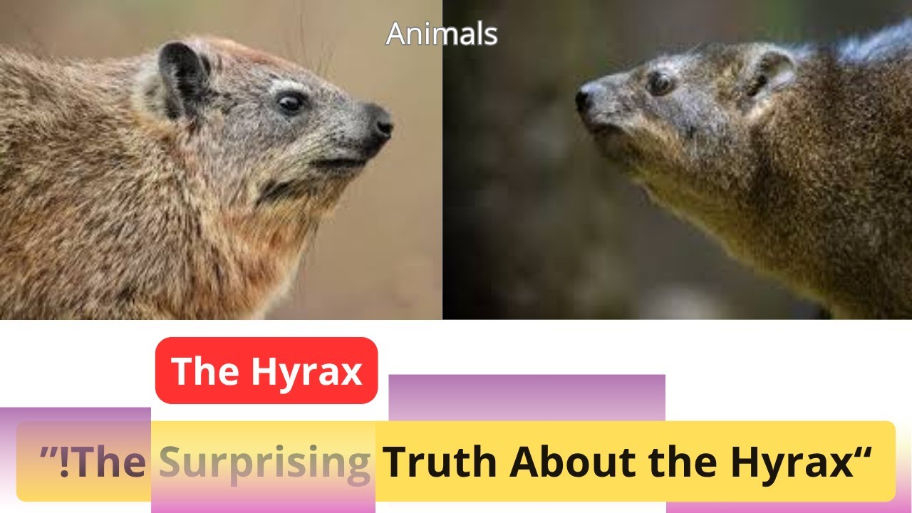 Hyrax Facts: Nature’s Rock Rabbit Revealed