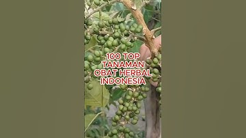 5 Manfaat Istimewa HERBAL KWALOT - 100 Top Tanaman Obat Indonesia #shorts #herbal #kwalot
