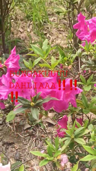 BUNGAKUUUU DAHLIA‼️‼️#bungakudahlia#short