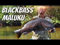 Blackbass Maluku Indonesia