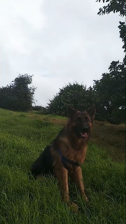 How Much German Shepherd Loved Nature youtubeshorts shorts dogs how-much-german-shepherd-loved-nature-youtubeshorts-shorts-dogs