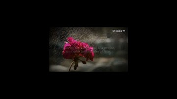 سورة النصر SURAH AN-NASR #عبدالولي_الاركاني @walialarkani