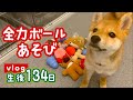 【豆柴】全力ボール遊び!間違えずにとってこれるかな?| VLOG 【一気におもちゃを全部投げたら...?】