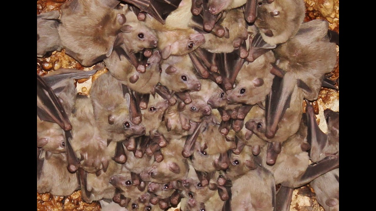 Egyptian fruit bat (Rousettus aegyptiacus) (Geoffroy, 1810) Νυχτοπάππαρος - Φρουτονυχτερίδα - Cyprus