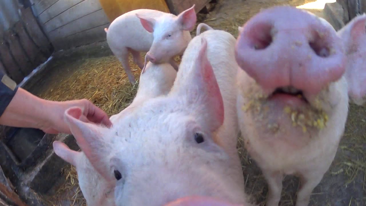 Éjszakai - 15 °C - Malacok vígan