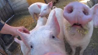 Éjszakai - 15 C - Malacok Vígan