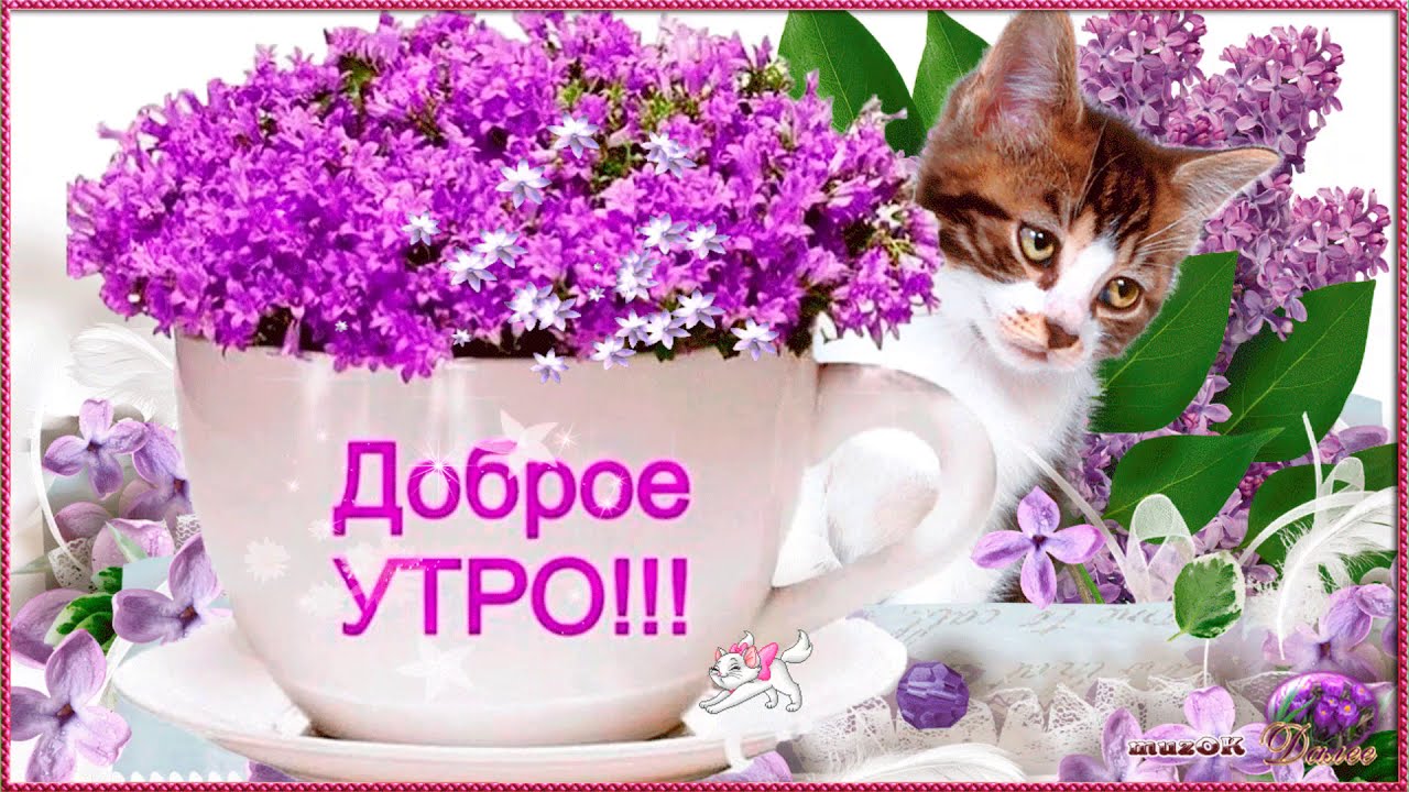 Картинки для вайбера добрый день