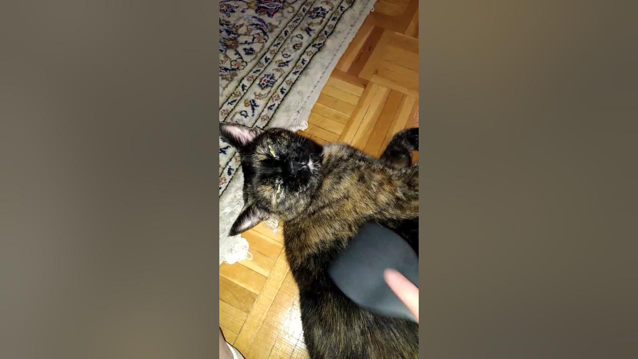 Meesha the Tortie Cat - YouTube