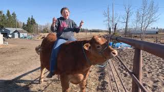 What a Good Steer - Reese 2021