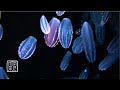 Relieves🥱Insomnia 12HRS. Deep🙏🏼Meditation and Sleep Music with a Microcosm of Comb💨Jellyfish