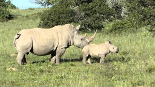 Hlosi : Young white rhino (2 months) playing...