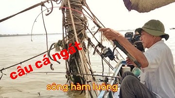 câu cá ngát đầu năm mồi tép vuông trúng cá ngát trúng cả cá vằn vện |Bùi Hiển Ba Vát |