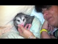 Possum Posse - Sookie loves Mommy