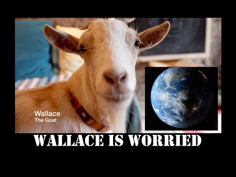 Video: Was ist der Wallace-Effekt?