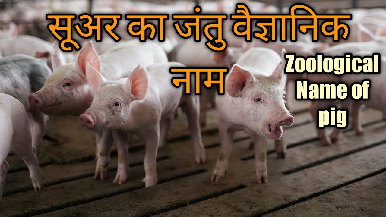 Ji Zoological Name Of Pig Scientific Name Of ji-zoological-name-of-pig-scientific-name-of