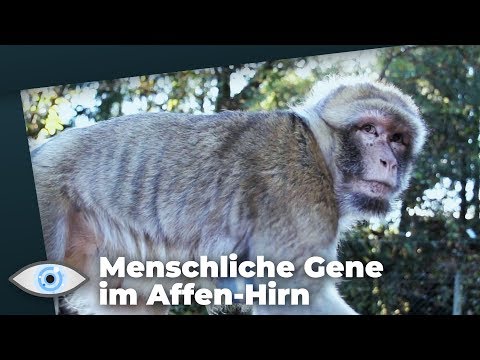 Video: Wissenschaftler Haben Erklärt, Wie Affengehirne Dem Menschen Unterlegen Sind &Zwj; - Alternative Ansicht