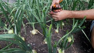 grow big onions with this one simple tip!