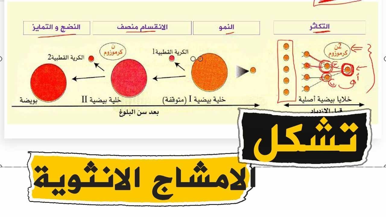الدرس35: مراحل تشكل الامشاج الانثوية علوم طبيعية للسنة الرابعة متوسط الجيل الثاني