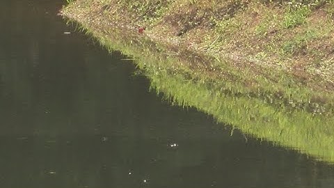 VIDEO: 8 NC ponds have algae blooms toxic to dogs, people