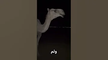 هل تعلم ماذا تسمى هذي الناقة التي لم تنم ولم يهدى صوتها من الحزن اكسبلور ترند 