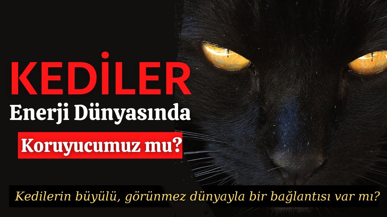 Kediler Sizi Evinizdeki Negatif Enerjilerden Ve Kotu Ruhlardan Korur Youtube