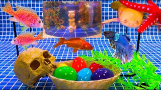 Colorful fish tank Surprise eggs, Ducklings, Butterfly fish, Frogs, Snakes, Goldfish, Koi fish...