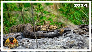 Celebrity Minnesota Rattlesnakes! | Minnesota Bound Net Worth