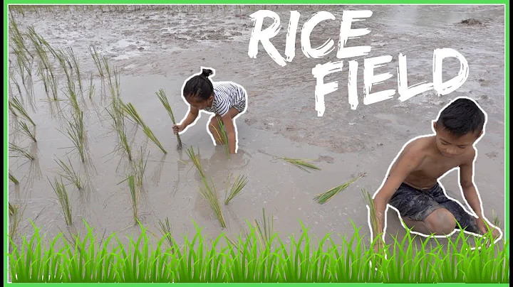 Kids Planting RICE & Playing Muddy Puddles rice fi...